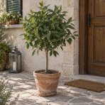 Vavrín pravý (Laurus nobilis) - bobkový list - výška 50-70 cm, kont. C2L - NA KMIENKU